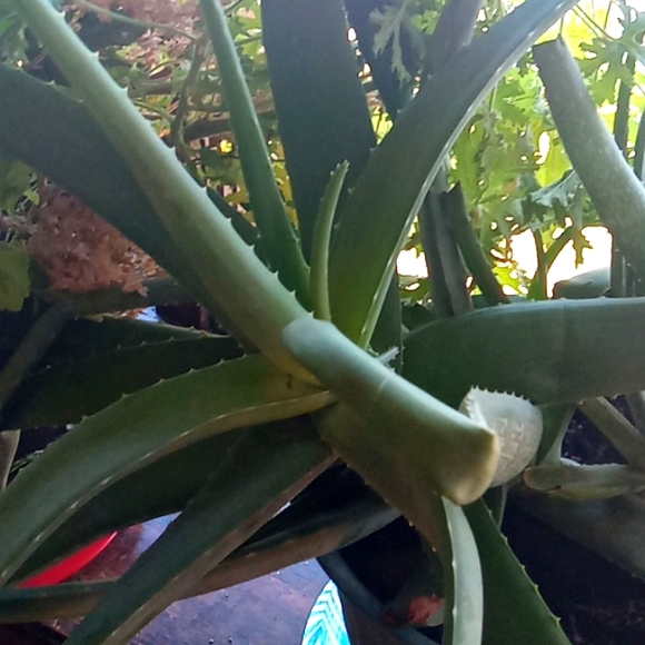 Winter is over and I need to purge some plants, 10 plant starts, my c… - Picture 12 of 15